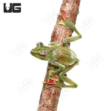 Malayan Flying Frog Rhacophorus Dulitensis For Sale Underground