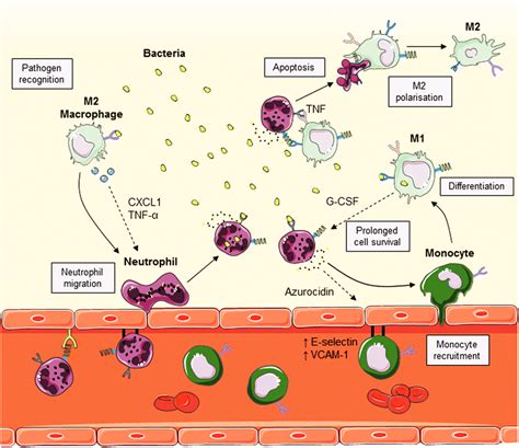 Neutrophilmacrophage Interaction During An Immune Response Following