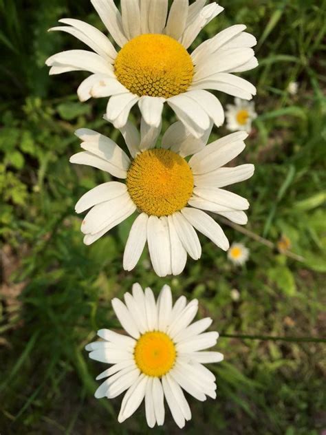 Three White And Yellow Daisies Are In The Foreground With Green Grass