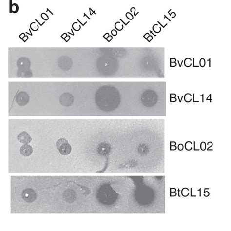 Agar Spot Overlay Assays Demonstrating Broad Spectrum Toxin Production