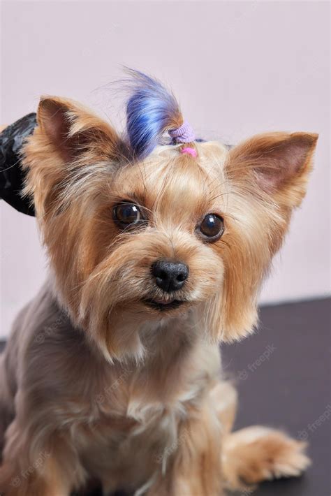 Yorkshire Terrier Male Haircuts