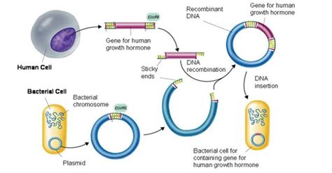 Cloning Gene – Journal of Oncology & Hematology