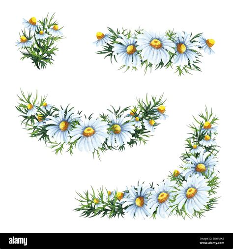 Beautiful Floral Collection With Chamomile Flowers Leaves Branches