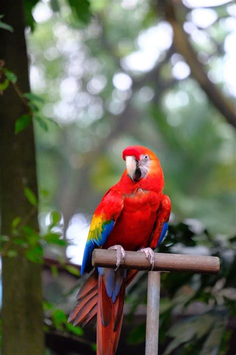 Parrot Perched On A Stick · Free Stock Photo