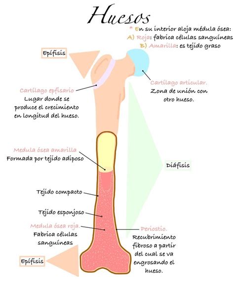 Estructura Y Partes Del Hueso Lecciones De Biología Anatomía Médica