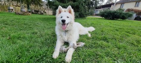 Profil de Berger Blanc Suisse Tao Poids photos et détails