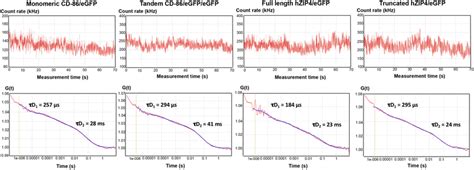 Fluorescence Correlation Spectroscopy Fcs Autocorrelation Curves Of Download Scientific