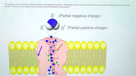 The Diagram Below Shows The Internal Structure Of An Aquaporin Protein What Types Of Amino