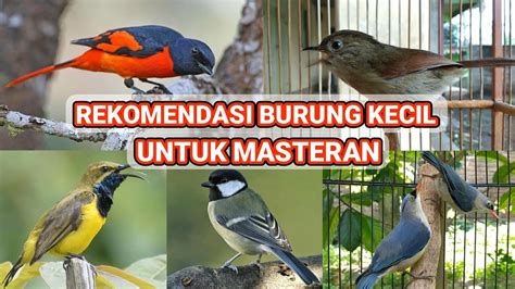 5 Rekomendasi Burung Kecil Khusus Untuk Masteran Youtube