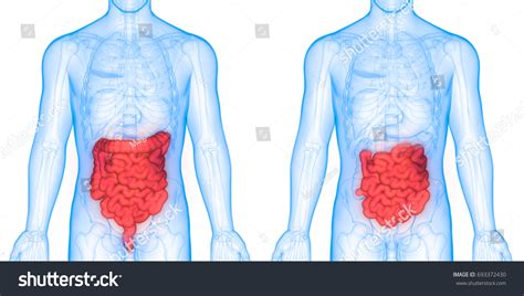 Ilustrasi Stok Human Digestive System Anatomy Intestine D