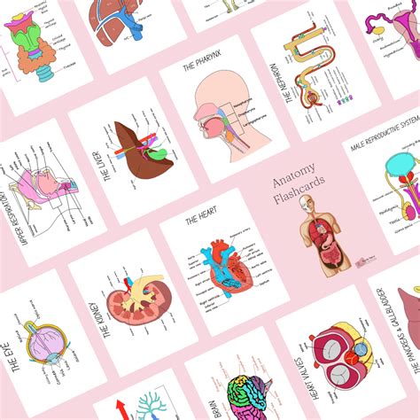 Master Anatomy And Physiology With These Essential Flashcards Detailed Illustrations And