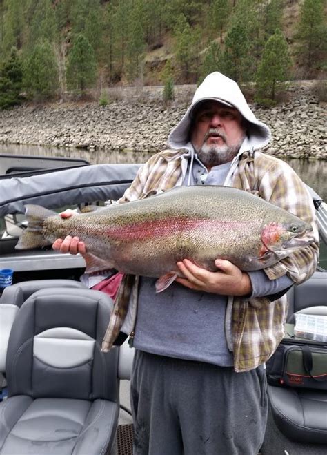 Idaho Angler Catches And Releases Enormous Record Contending Rainbow