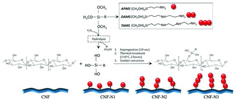 Schematic Illustration Of The Mechanism For Aqueous Based Silylation