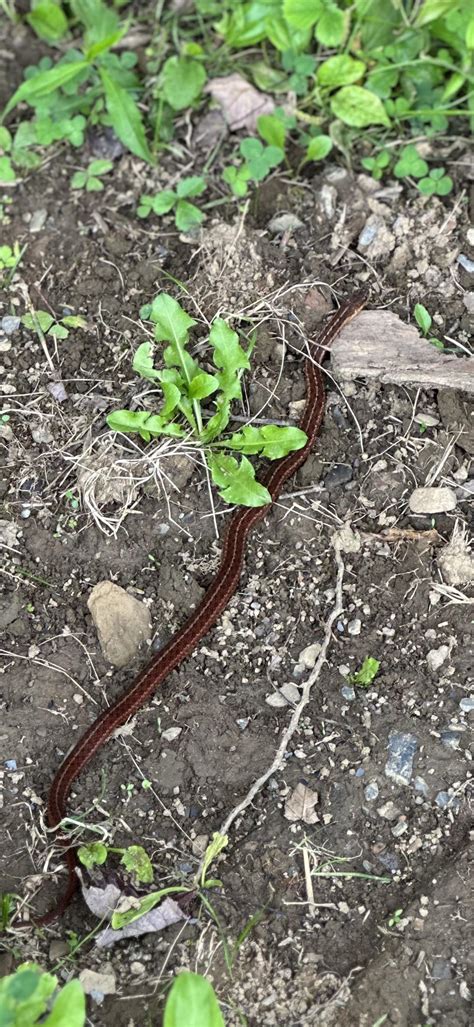 Red Garter snake? : r/snakes