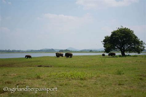 Elephants in the Wild: Minneriya National Park | A Girl and Her ...