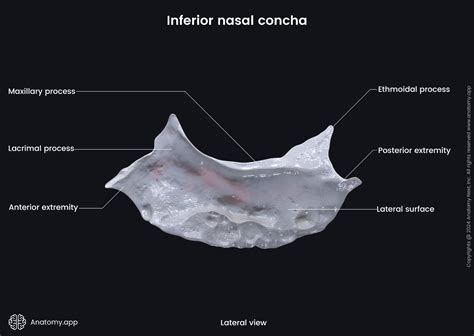 Inferior nasal concha | Encyclopedia | Anatomy.app | Learn anatomy | 3D models, articles, and ...