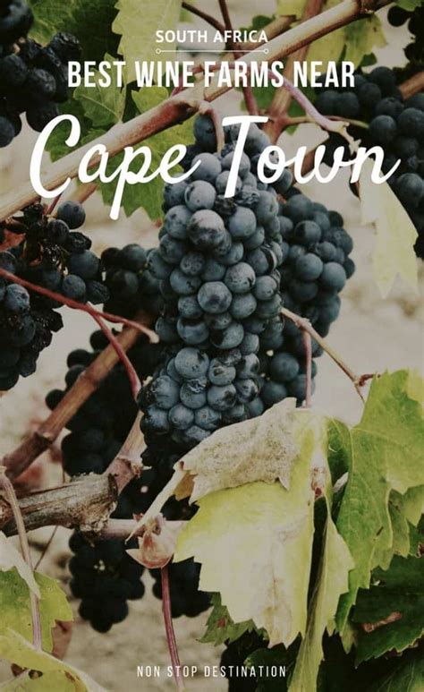 My favourite wine farms near Cape Town | Non Stop Destination