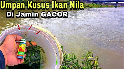 Edan Campuran Lumut Ini Ampuh Senar Sampai Putus Di Makan IKAN BESAR