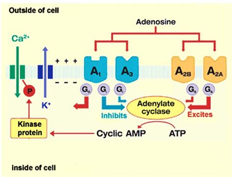 What are the cellular actions of the adenosine receptors in the nervous system? — Brain Stuff