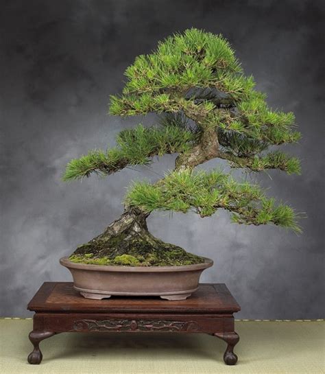 22 Best Trees For Bonsai Best Bonsai Plants Balcony Garden Web