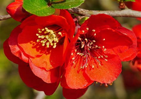 Free Images Branch Blossom Flower Petal Bloom Bush Rose Spring