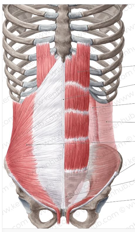 Muscles Of The Abdomen Diagram Quizlet