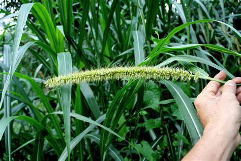 Napier Grass Diseases And Pests Description Uses Propagation