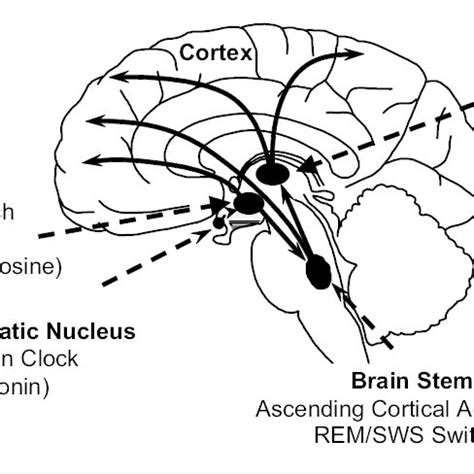 Wake-and Sleep-Promoting Neurotransmitters Sleep-promoting ...