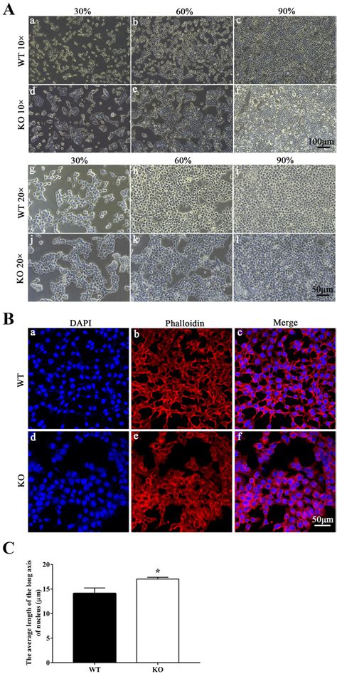 Effect Of NPC1 Knockout On Morphology Of HEK 293 T Cells A The