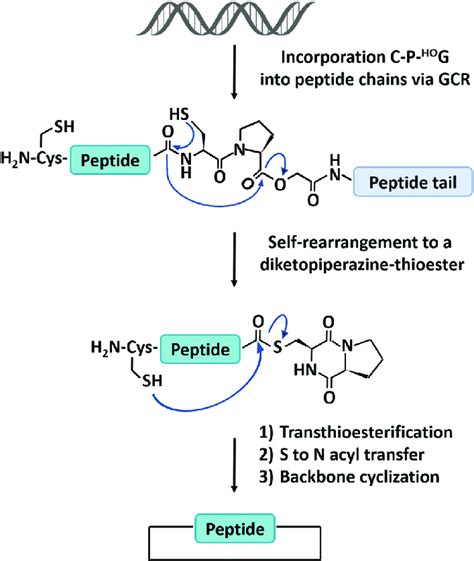 Schematic Illustration Of The Head To Tail Cyclization Of Peptides By