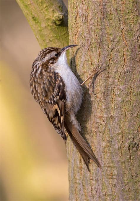 Treecreeper Russ Telfer Wildlife Photography