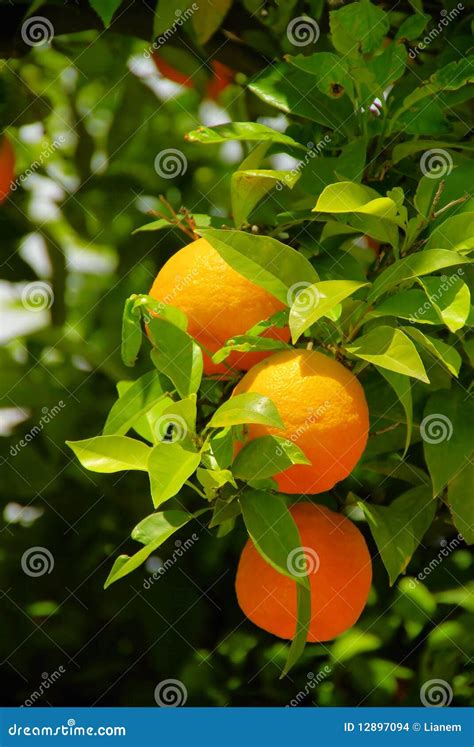 Orange Fruit On Tree Stock Photo Image Of Tropical Tree 12897094