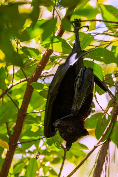 Pteropus Alecto Pteropus Alecto Black Flying Fox Litchf Flickr