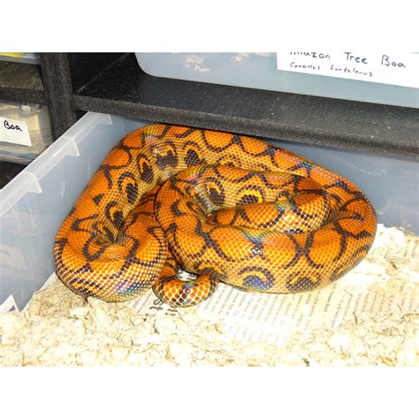 Brazilian Rainbow Boa Hi Orange Captive Born Baby To Foot