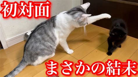 保護した子猫と先住猫が初対面したら予想外の結末が待っていました Youtube