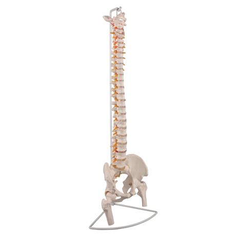 Buy Ultrassist Life Size Human Spine Model Bendable Spinal Cord With