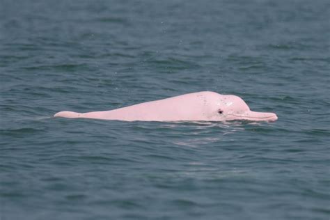 Indo Pacific Humpback Dolphin L Magnificent Our Breathing Planet