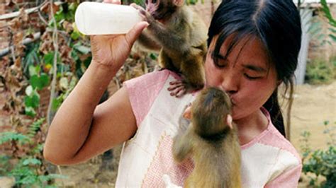 Woman Breastfeeds Monkeys: Chinese Wife Nurses Hubby's Biz