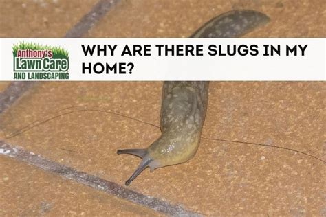 Why Are There Slugs In My Home Anthonys Lawn Care And Landscaping