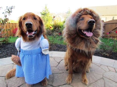 Two Dogs Dressed Up In Costumes Standing On A Stone Patio With One Dog