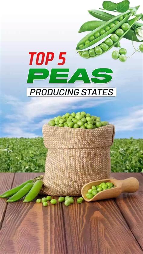 Top 5 Peas Production States In India