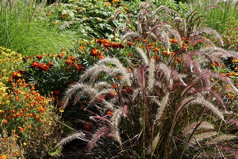 How to Prune Ornamental Grasses