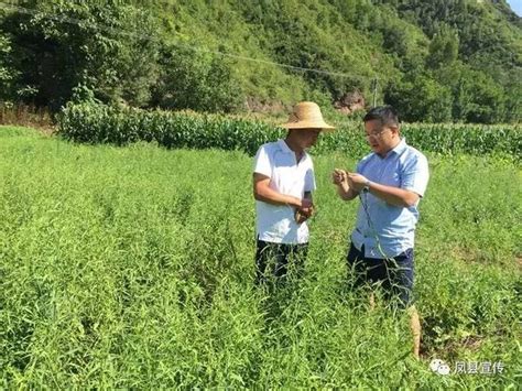 最近，鳳縣這個「碎娃」第一書記有點火，帶著村民奔富路頻獲贊！ 每日頭條