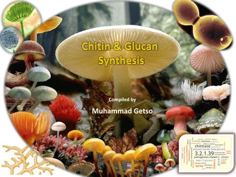 Pdf Chitin And Glucan Synthesis In Fungi