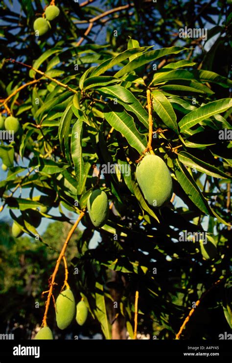 Mango Mangoes Mango Tree Manaus Amazon Amazonas State Brazil