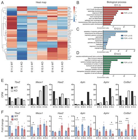 Ijms Free Full Text Ccbe1 Is Essential For Epicardial Function