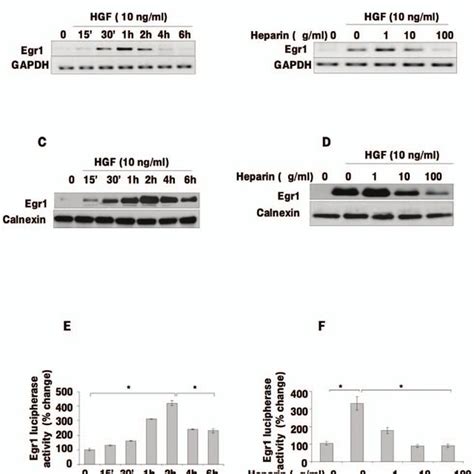 Activation Of Hgf C Met Signaling In Hcc Cells Leads To Mapk Signaling