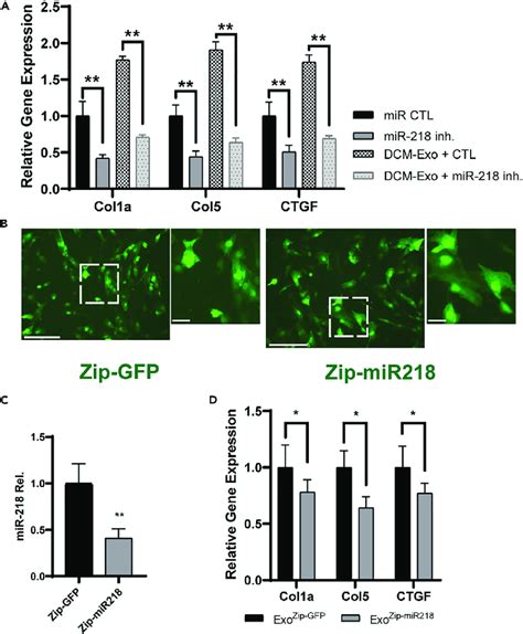 MiR 218 5p Inhibition Attenuated The Fibrotic Effect Elicited By The