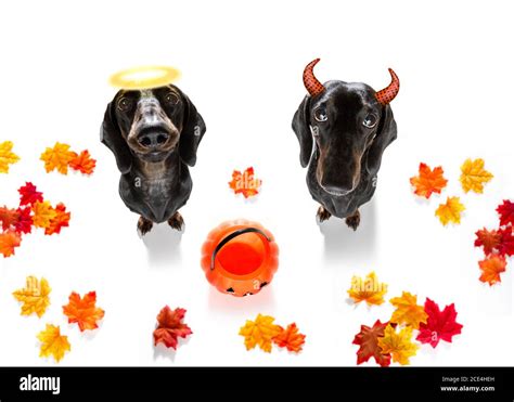 Scary Ghost Dog Dog Cut Out Stock Images And Pictures Alamy