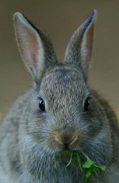 rabbit kit rabbit bunny pictures animals beautiful